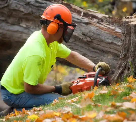 tree services Rockaway Beach